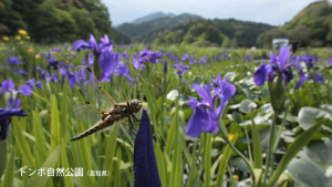 トンボ自然公園（高知県）