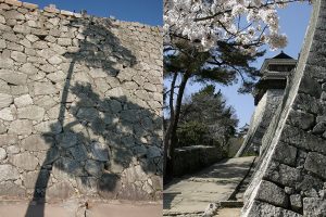 石垣と桜