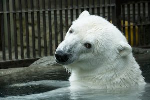 大人気のしろくまピース