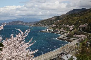 夕焼けこやけラインの桜の季節