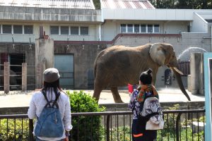 水遊びやもぐもぐタイムの象の親子が見える