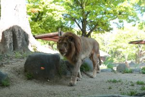 ライオンの餌やりシーン