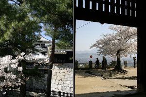 隠門から見た桜の名所