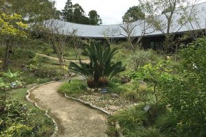 展示館内の中庭は牧野博士ゆかりの植物がいっぱい