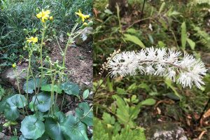 可憐な花を見ながら園内を散策したい