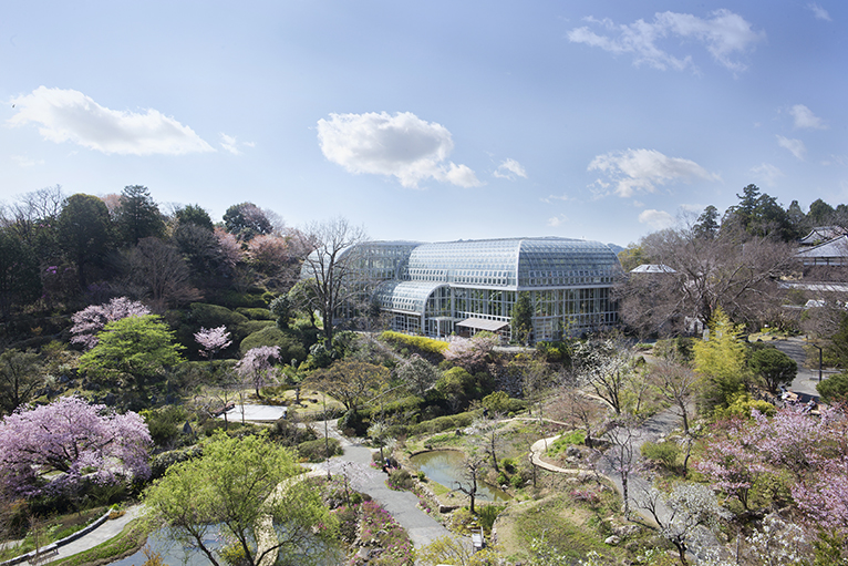 春には桜が咲き誇り、美しい庭園を散策しよう