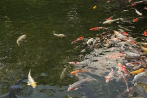 南湖の吹上亭前では、鯉が悠々と泳いでいる。