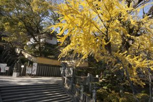 大きな鳥居の桜馬場西詰胴鳥居付近は紅葉もきれい。