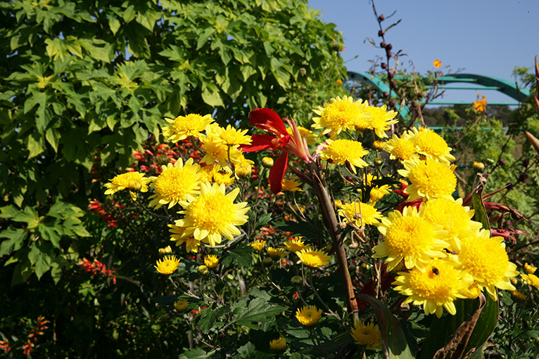 「花の庭」では四季折々に色鮮やかな花が咲き誇る