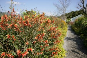 赤や黄色の草花がきれい。