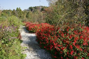 赤や黄色の草花がきれい。