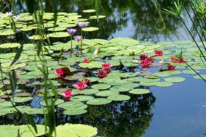 4月から10月にかけて、「水の庭」ではモネが愛した睡蓮の花が咲く。