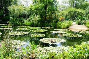 4月から10月にかけて、「水の庭」ではモネが愛した睡蓮の花が咲く。