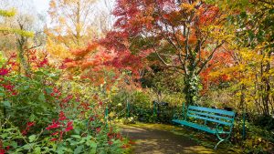 秋、モネの庭「水の庭」の紅葉