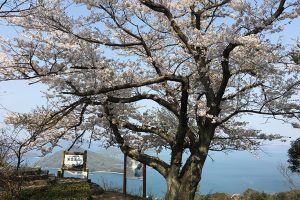 紫雲出山展望台からの眺望