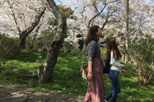 紫雲出山の桜の道をのんびり歩こう