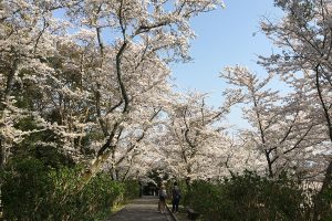 大きな桜の下をのんびり