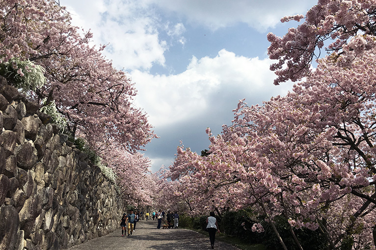 八百萬神々御殿の桜並木