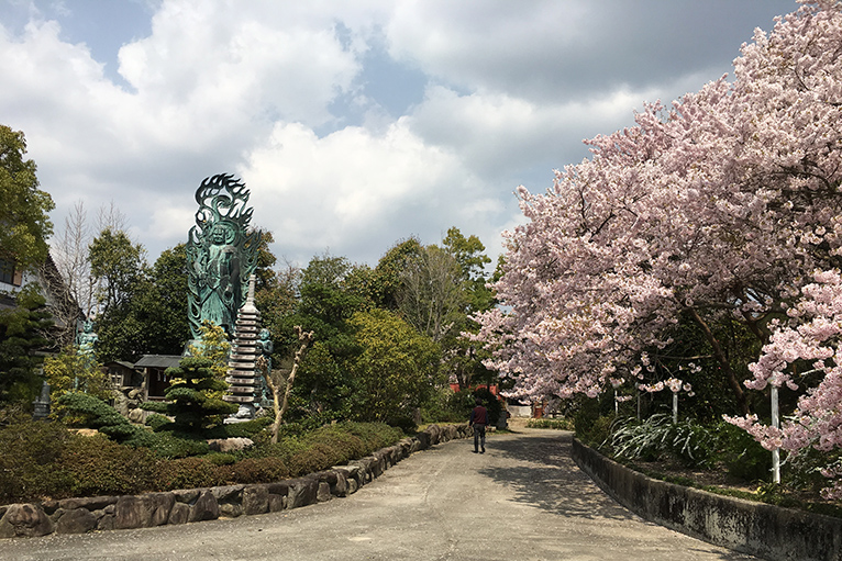 八百萬神々御殿の桜並木