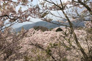 標高約400m、美しい桜と周辺の山々が眺望できる