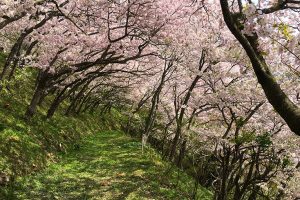 満開時には桜のトンネルができる