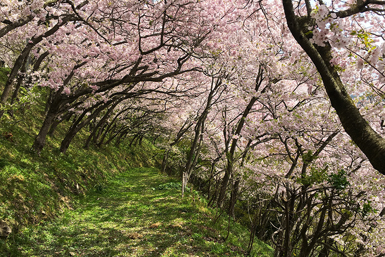 満開時には桜のトンネルができる