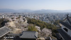 愛媛県松山城と桜