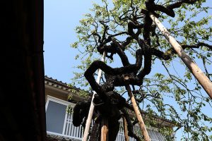 上芳我家住宅と木蝋資料館