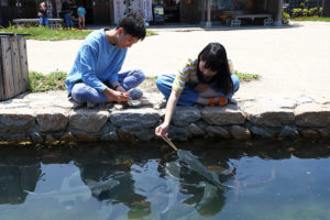 リラックスして、海の魚が泳ぐ汐江川で餌やり体験