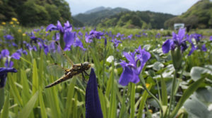 トンボ自然公園