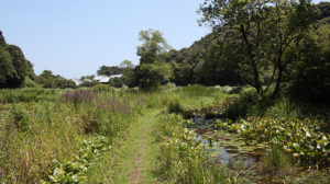 トンボ自然公園のハスの池