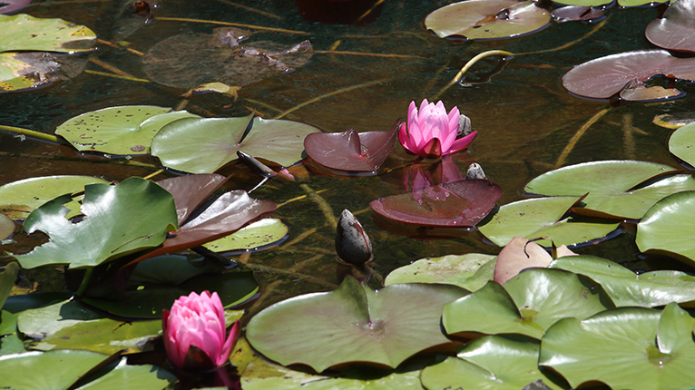トンボ自然公園のハスの池