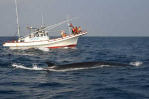 ニタリクジラが間近に見る