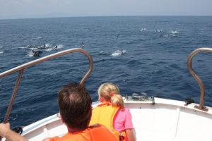 高速で泳いだり、ジャンプしたり迫力満点