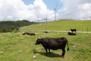 放牧された牛と風車、高原ののどかな風景が広がる
