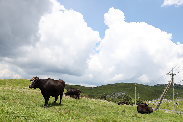 姫鶴平に放牧された牛、のどかな風景が広がる