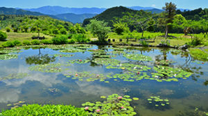 四季折々の山野草が楽しめる星ヶ丘公園