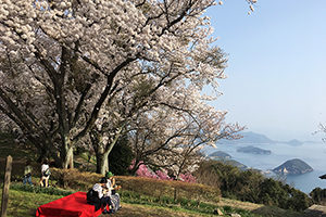 桜の名所紫雲山と瀬戸内