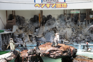 ペンギン団地、間近にペンギンがいっぱい