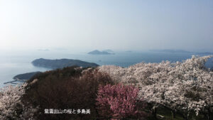 香川、紫雲出山の桜と多島美