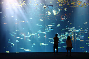 回遊魚が泳ぐ巨大な大水槽「綿津見の景」