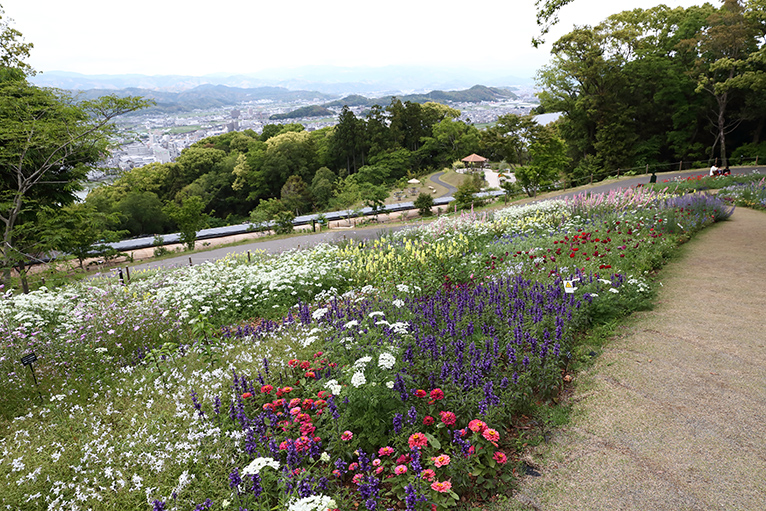 美しい花が咲くこんこん山広場、眺望も素晴らしい