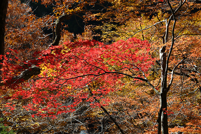 小田深山の美しい紅葉
