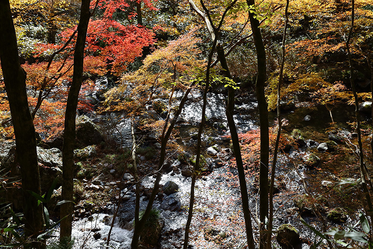 小田深山の美しい紅葉を散策しよう