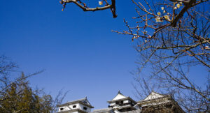 松山城の梅