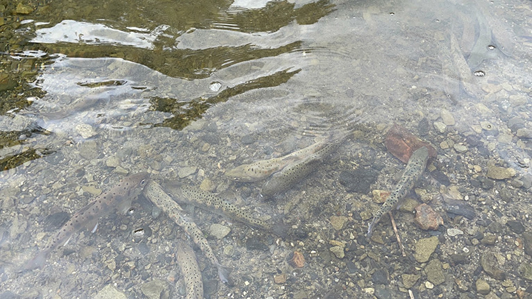 水遊びやアメゴ釣りも楽しめる