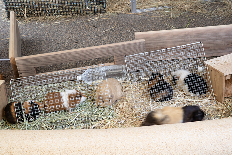 可愛い動物がいっぱい。触れ合えるイベントもある