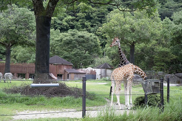 広い草原のような園内にはキリンがのんびりと歩く